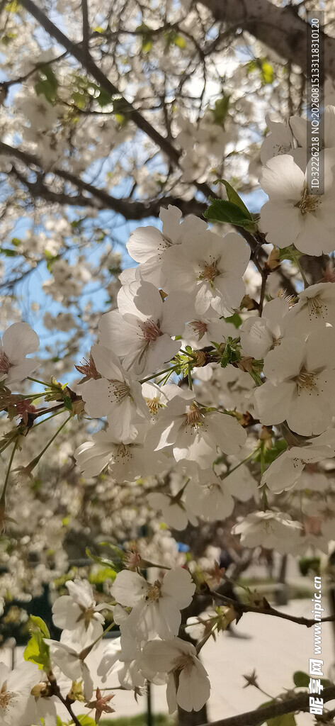 白色樱花