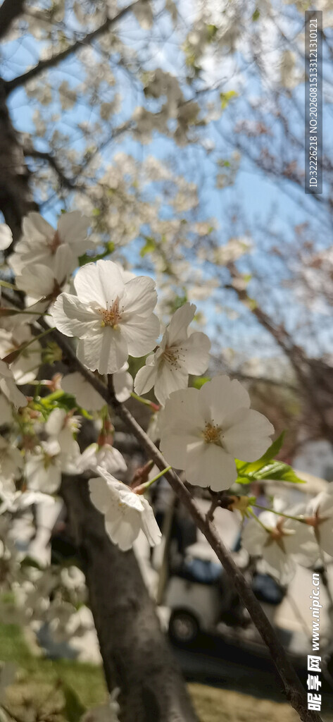 白樱花