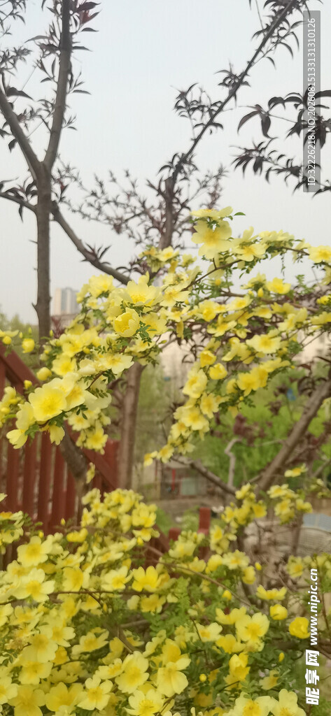 黄刺玫