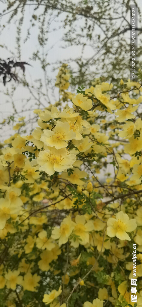 黄刺玫