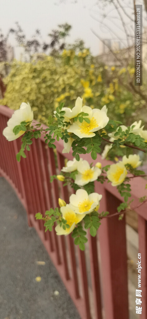 黄刺玫