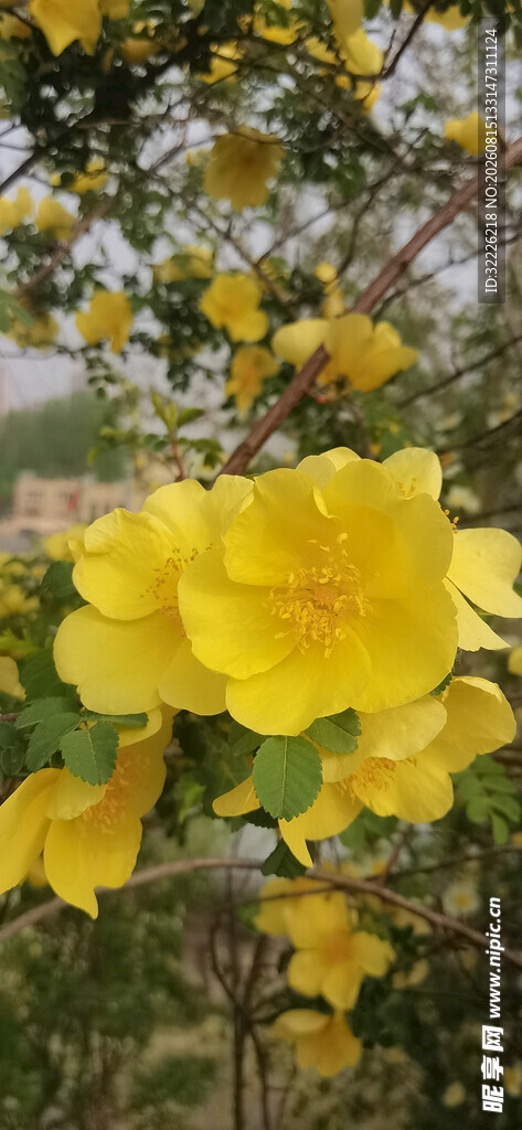 黄刺玫