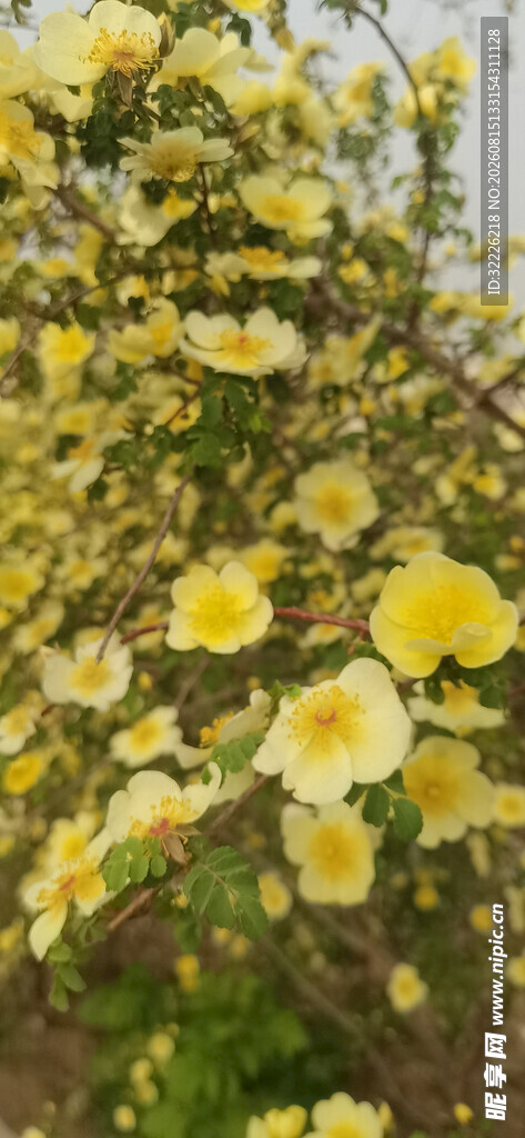 黄刺玫