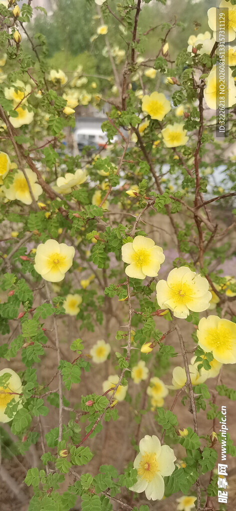 黄刺玫