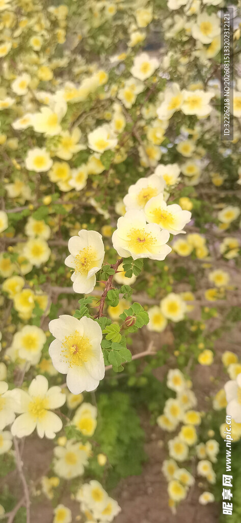 黄刺玫
