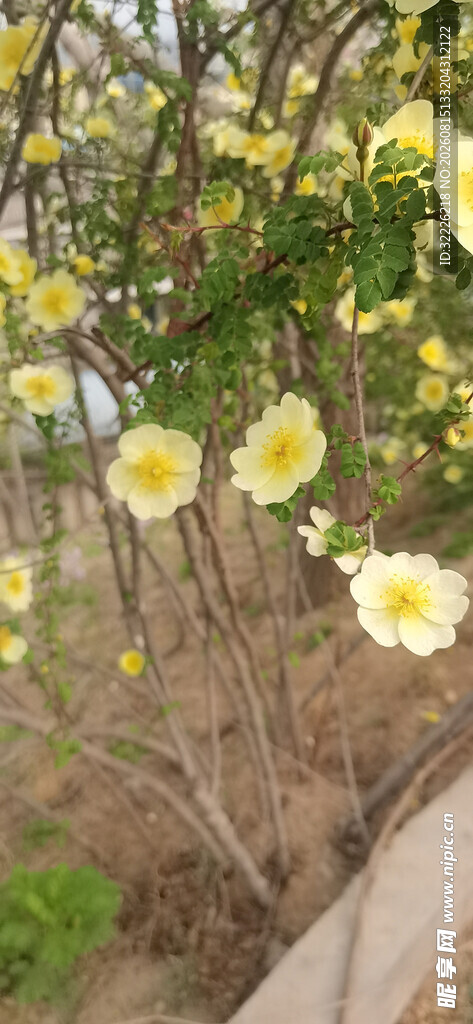 黄刺玫