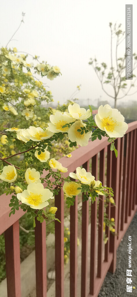 黄刺玫