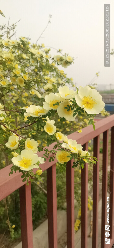 黄刺玫