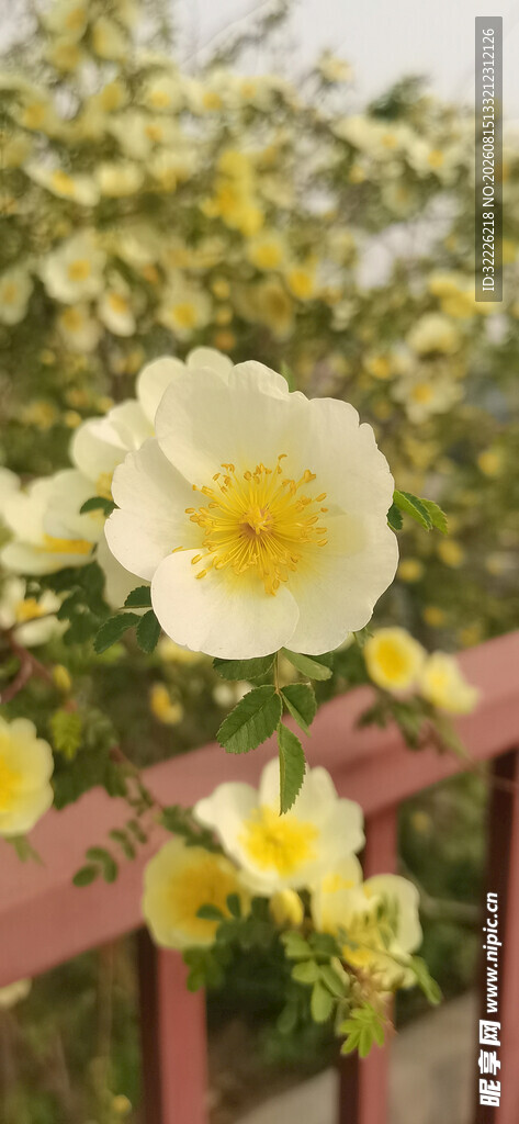 黄刺玫