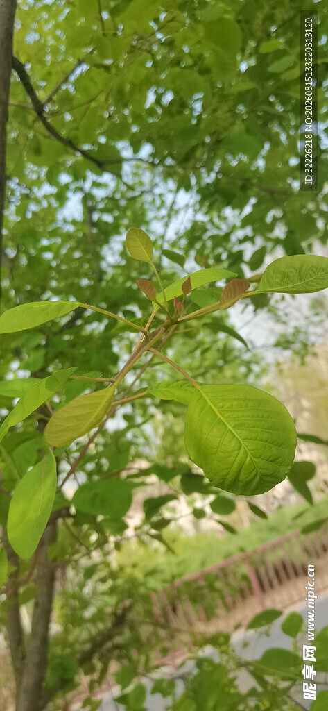 黄栌