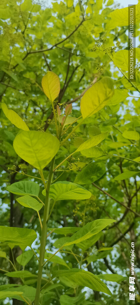 黄栌叶子