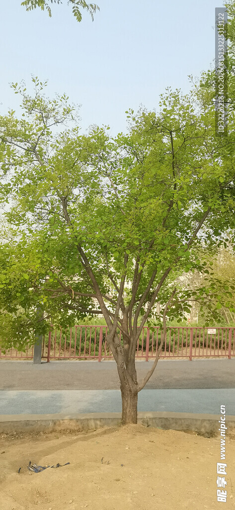 黄栌大树