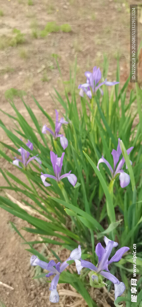 马蔺