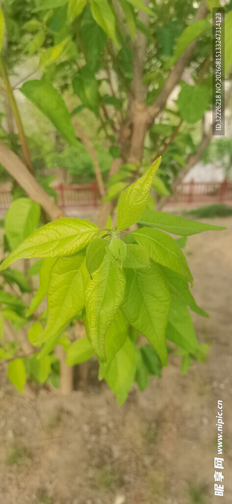 嫩绿树叶树枝特写