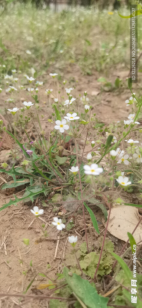 点地梅