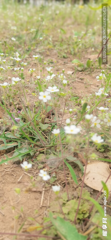 点地梅