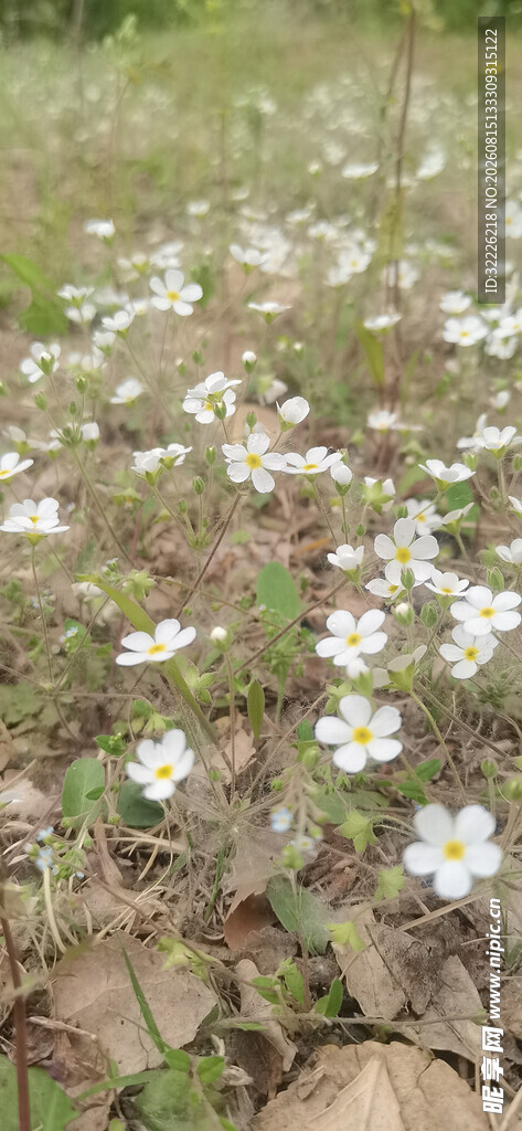 点地梅