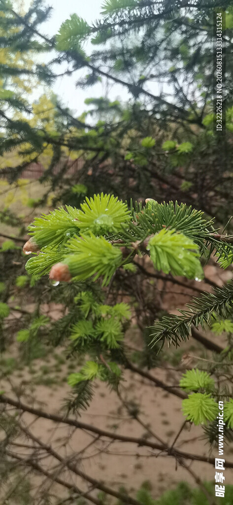 嫩绿枝叶展现盎然生机