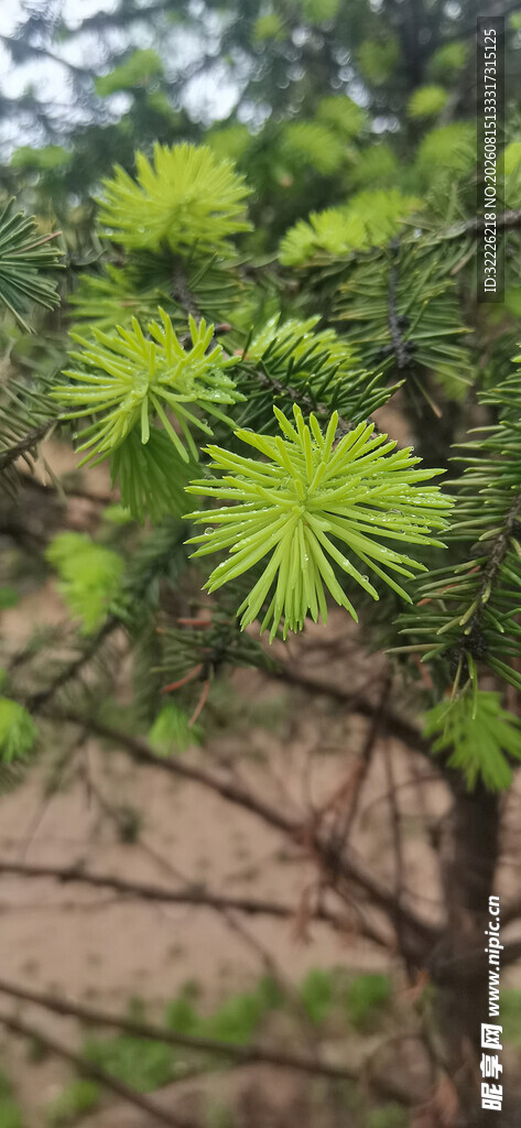 嫩绿松针特写