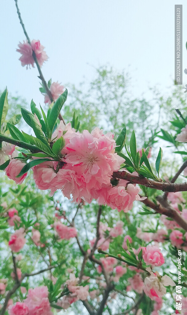 桃花