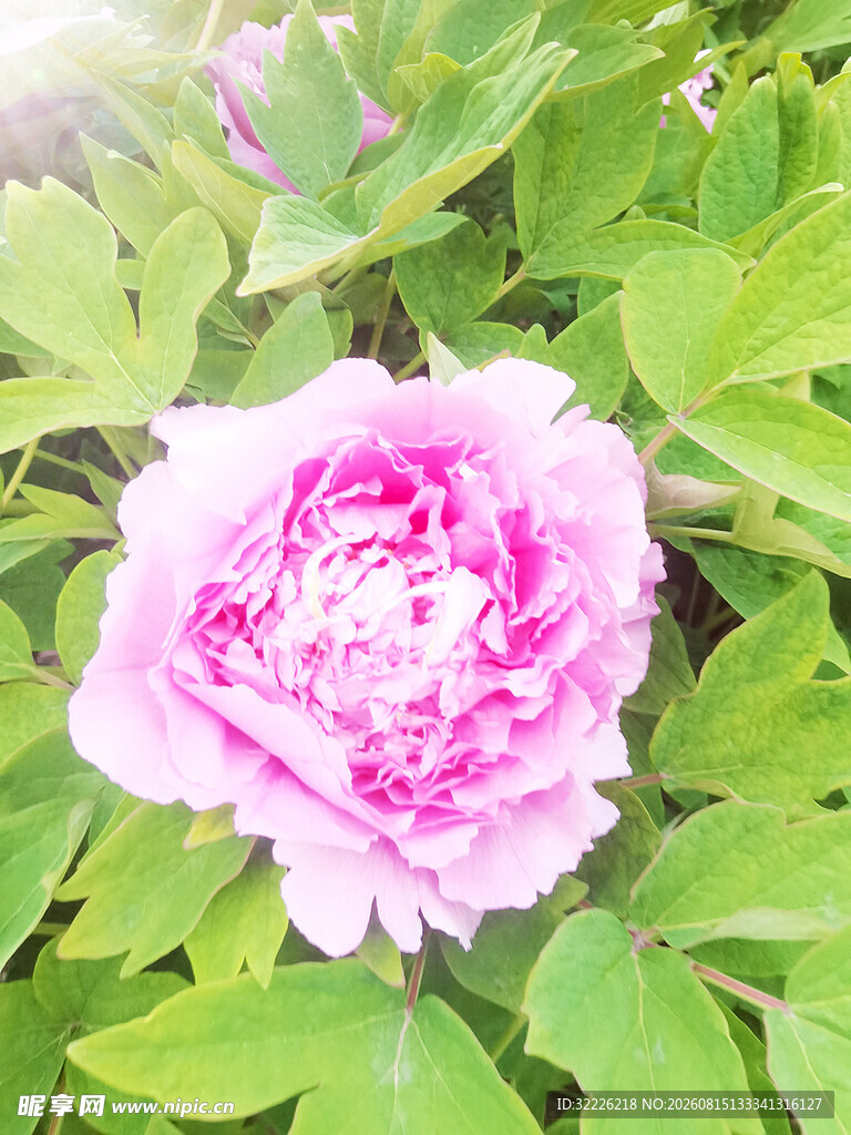 牡丹花