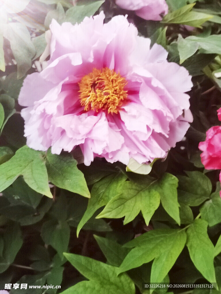 牡丹花