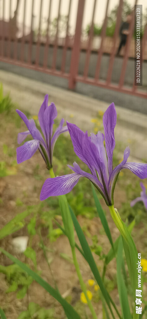 马兰花