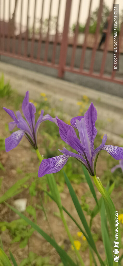 马蔺花