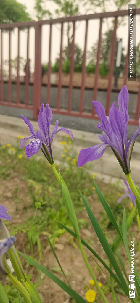 马蔺 