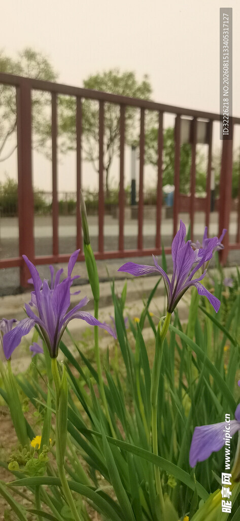 马兰花