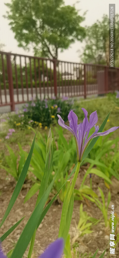 马蔺花