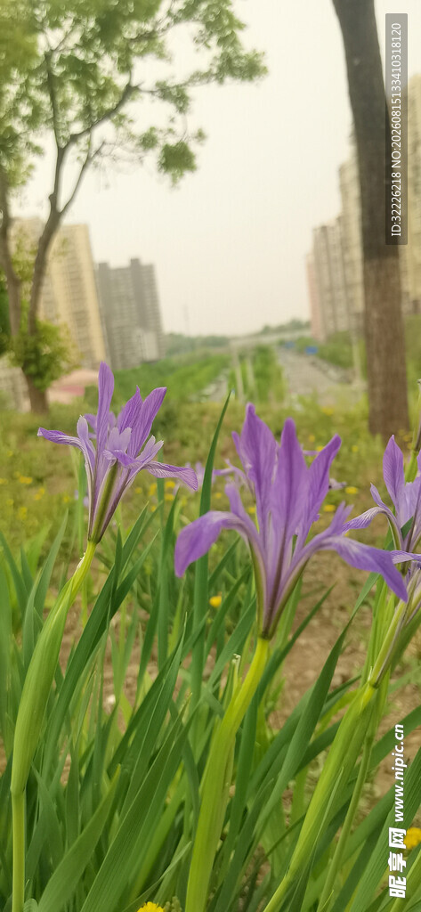 马兰花  