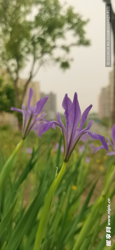 马蔺 