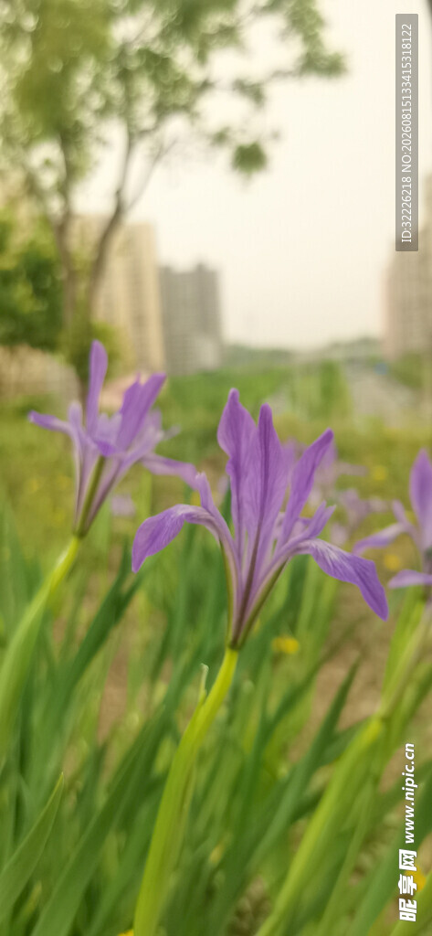 马蔺