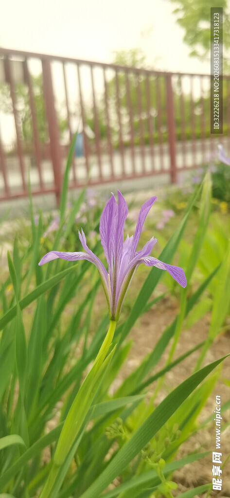 马蔺