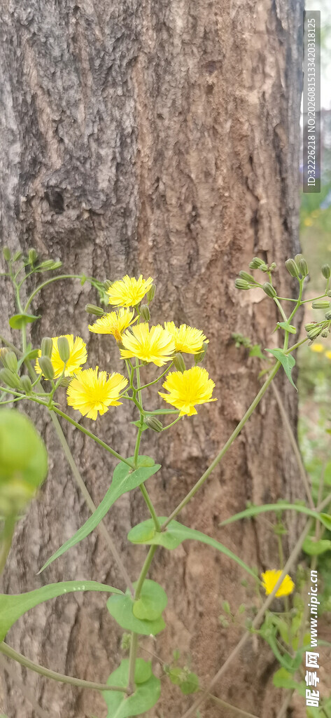 黄色小花