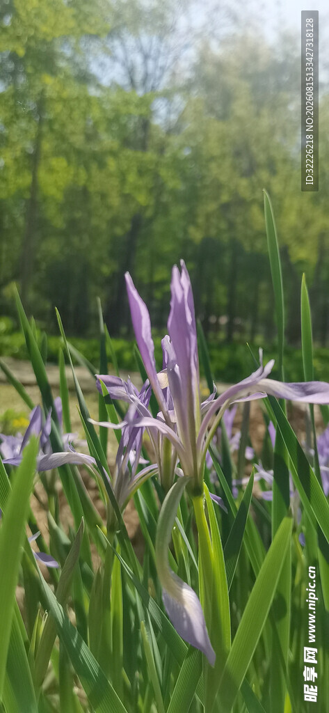 马兰花