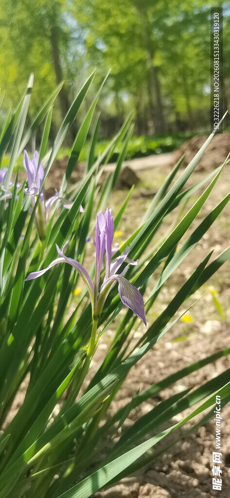 马兰花