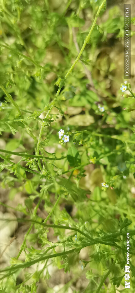 翠绿草丛特写