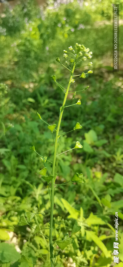 荠菜