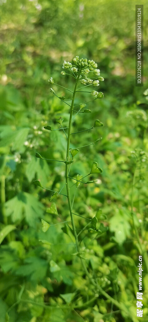 荠菜