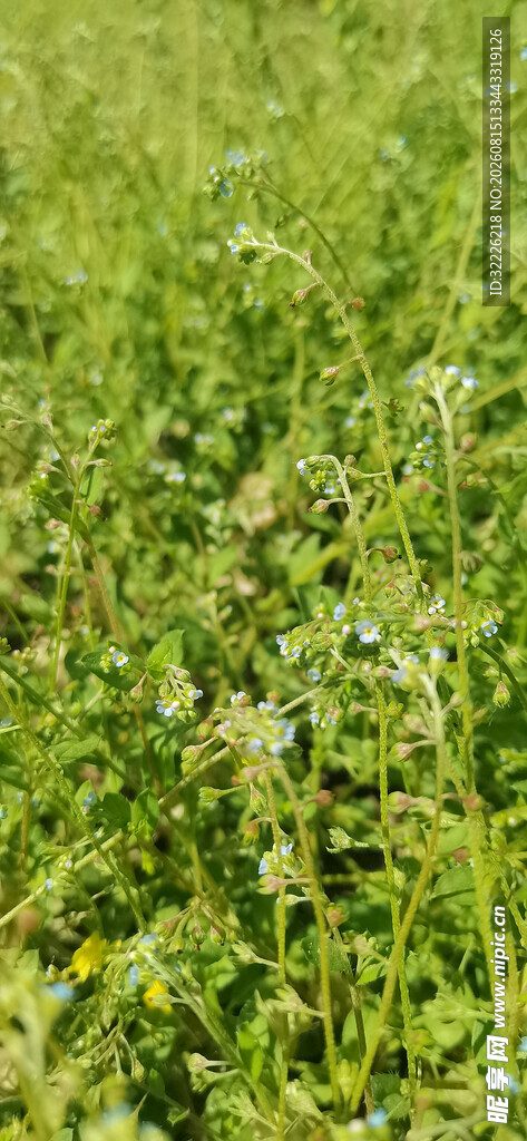 翠绿草地