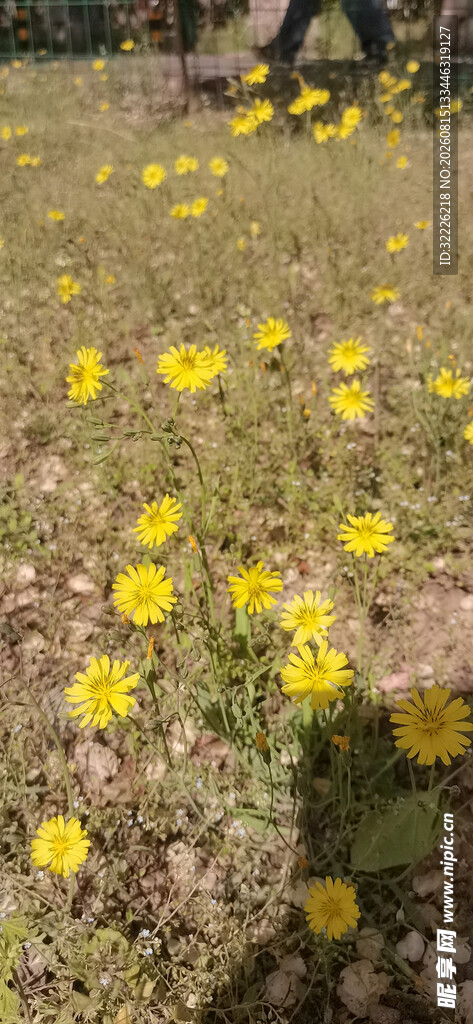 金黄花海