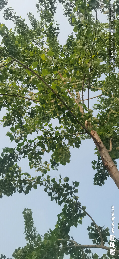 杨树