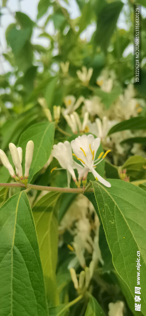 金银木的花