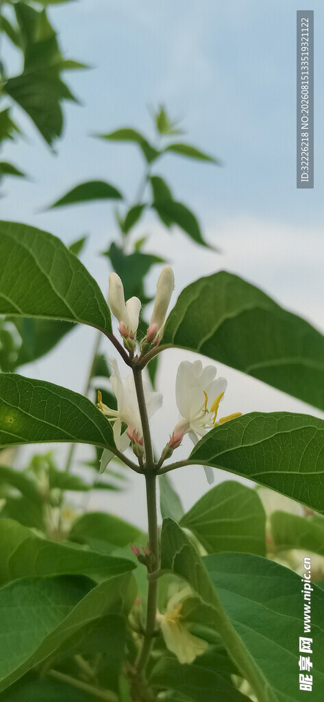 绿叶植物特写