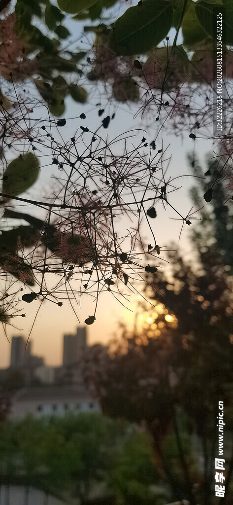 黄栌花