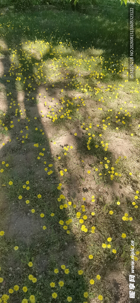 林间洒落的黄色小花