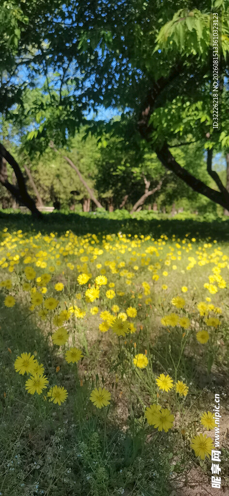 林间黄花