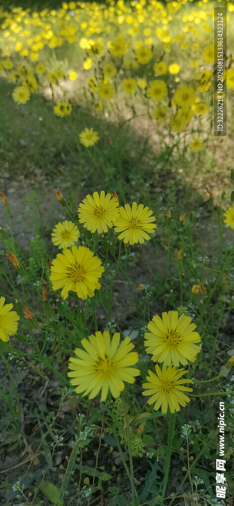 黄色野花 